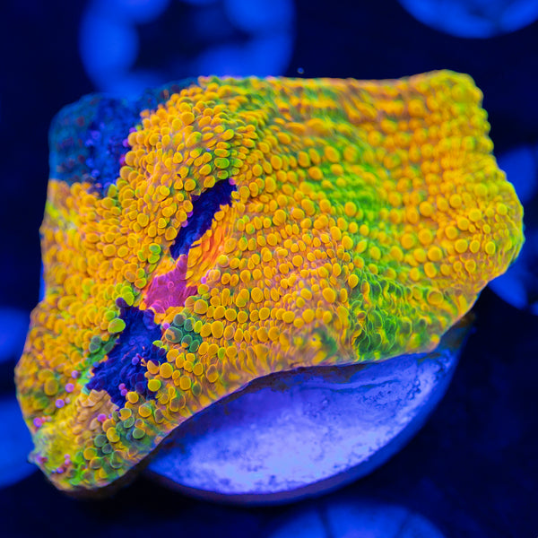 Crayola Meltdown Chalice (Nice Colors!)
