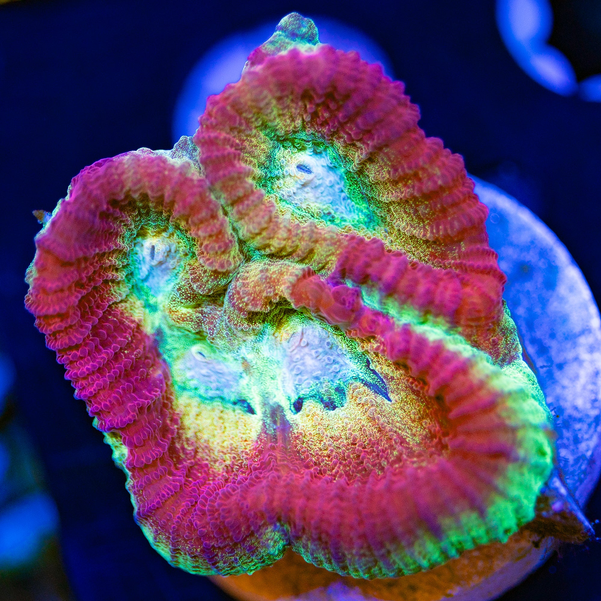 Vortex Favia