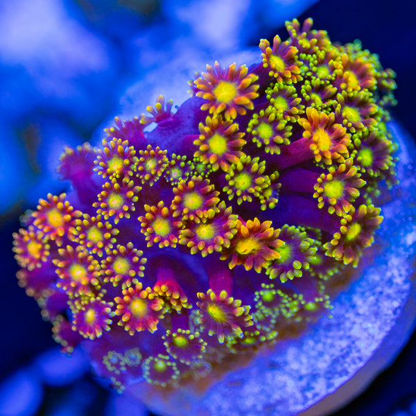 Rainbow Bernardpora