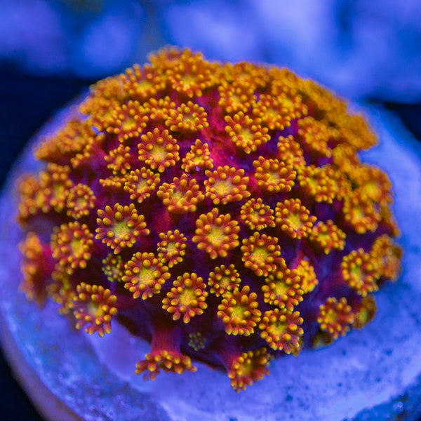 Rainbow Bernardpora