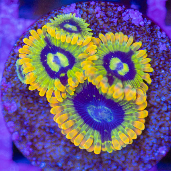 Rainbow Yoda Zoa
