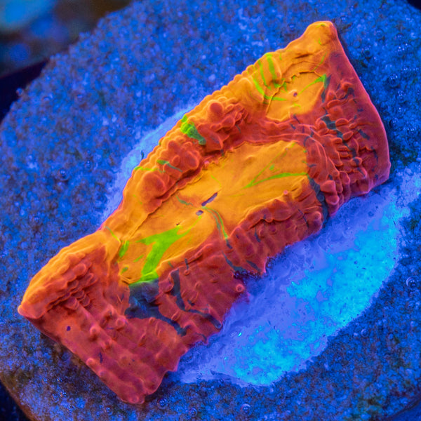 TRC Technicolor Dream Chalice (New release!)