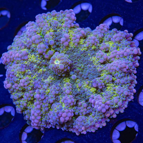 Solomon Islands Ricordea Yuma