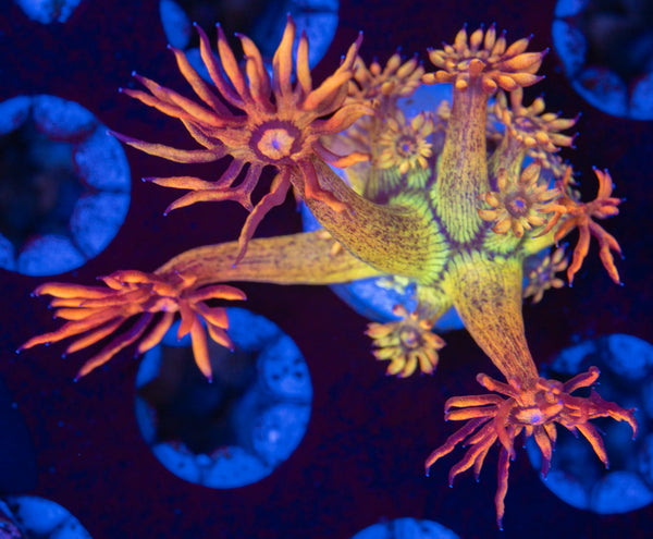 Amazeballs Goniopora Frag