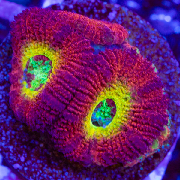 Rainbow Acan Frag