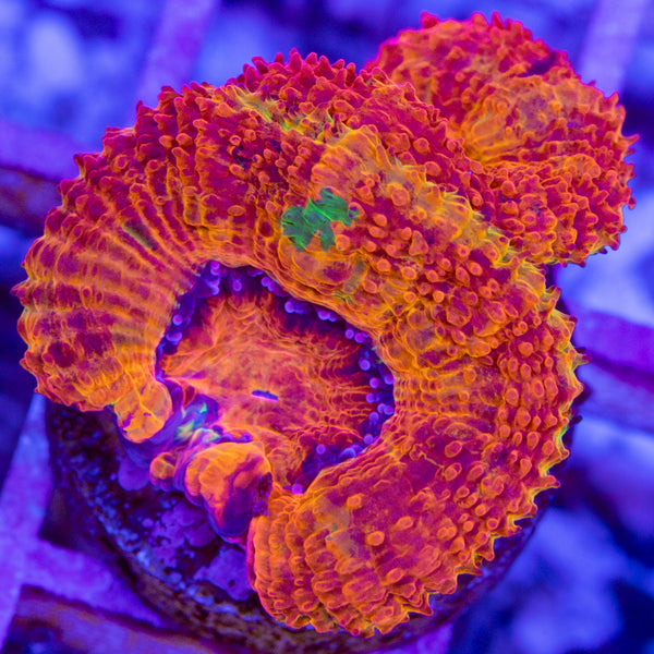 Golden Basket Jawbreaker Acan Frag