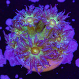 Glitterbomb Goniopora Frag