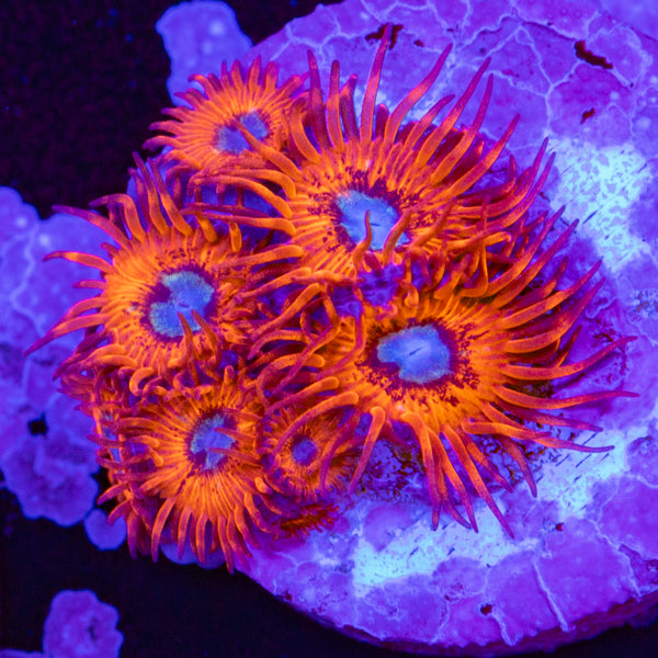 Charmander Zoa Frag