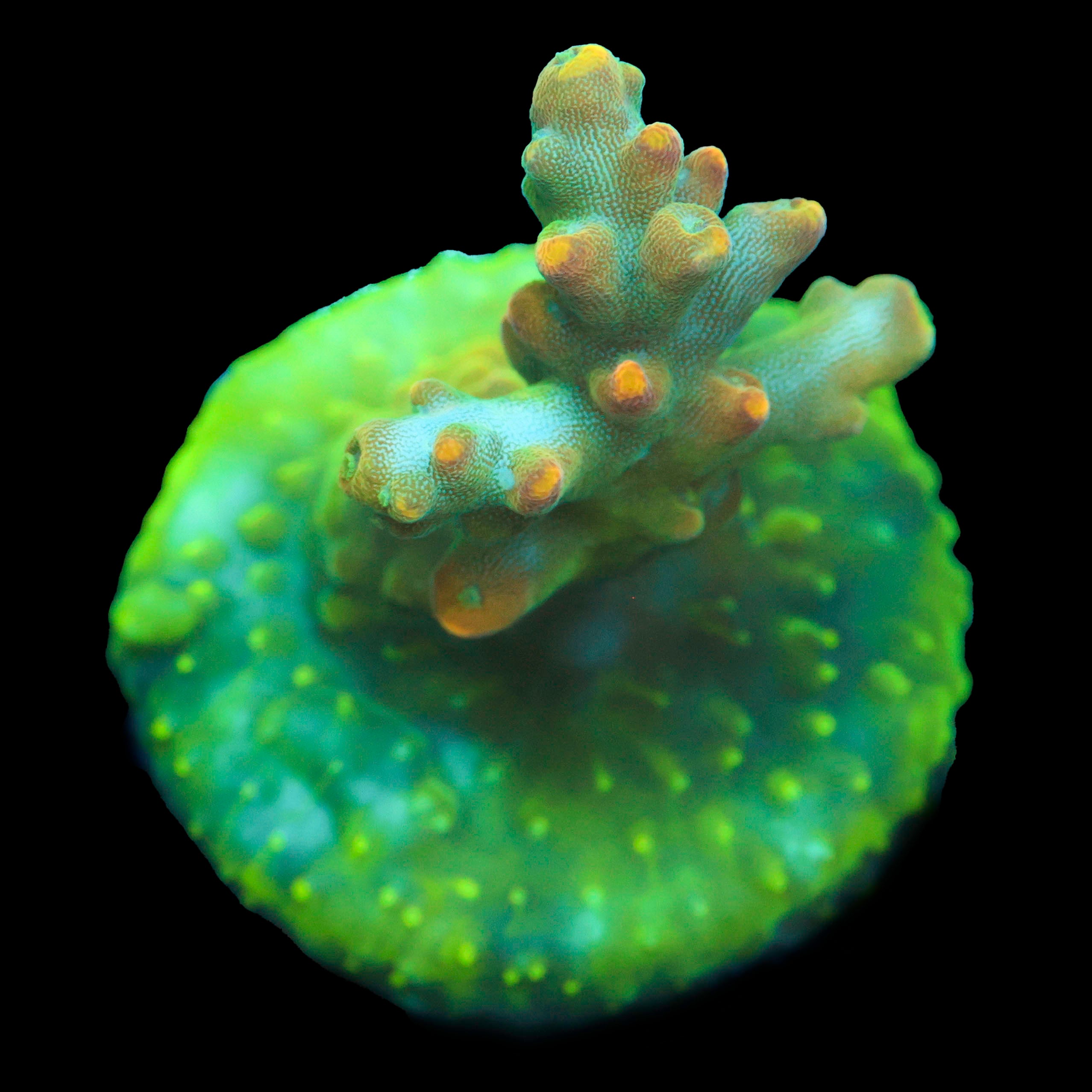 TGC Innercore