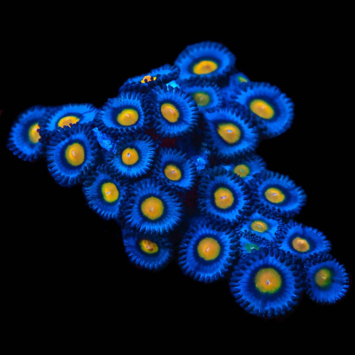 AOI Zoanthids