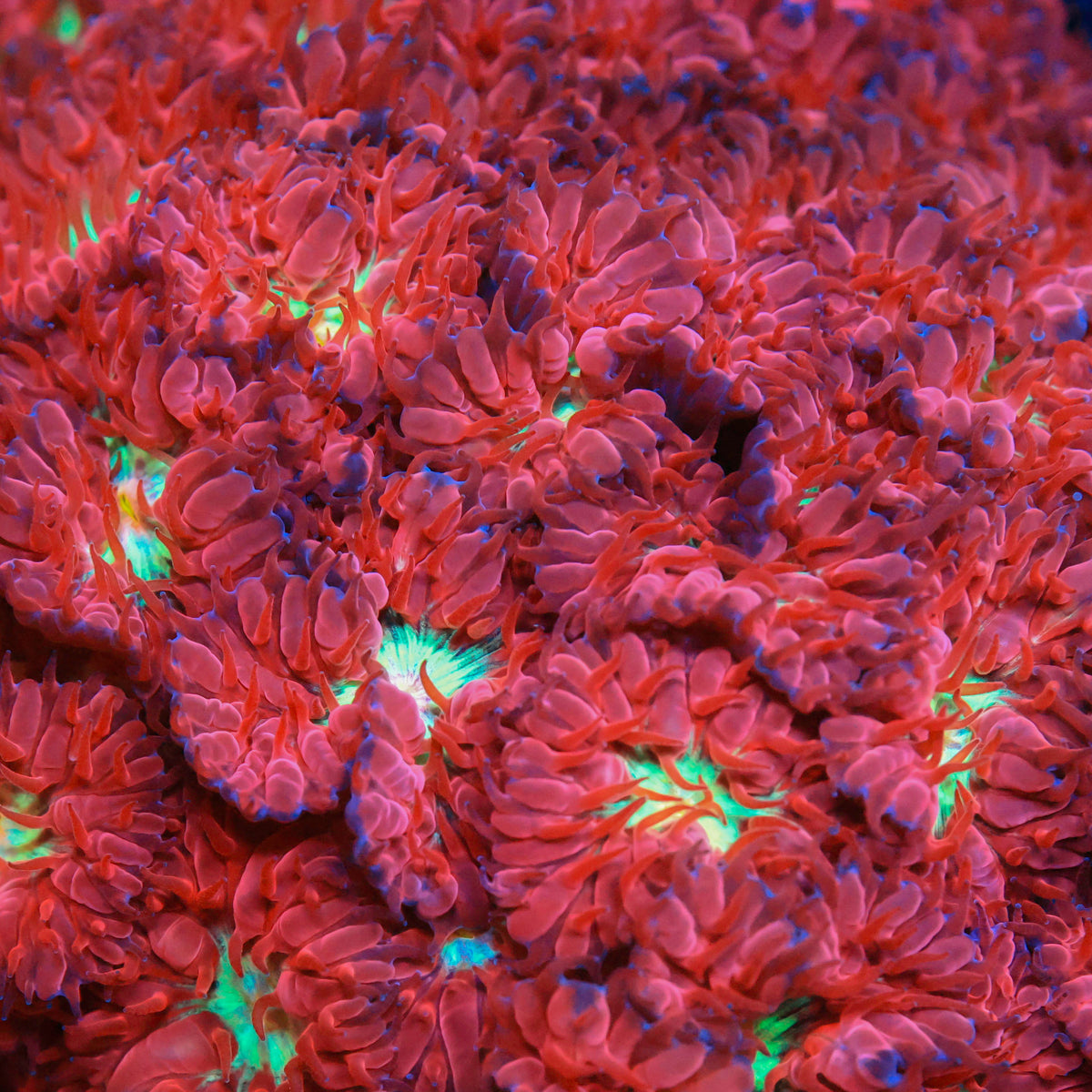 Very Berry Blasto