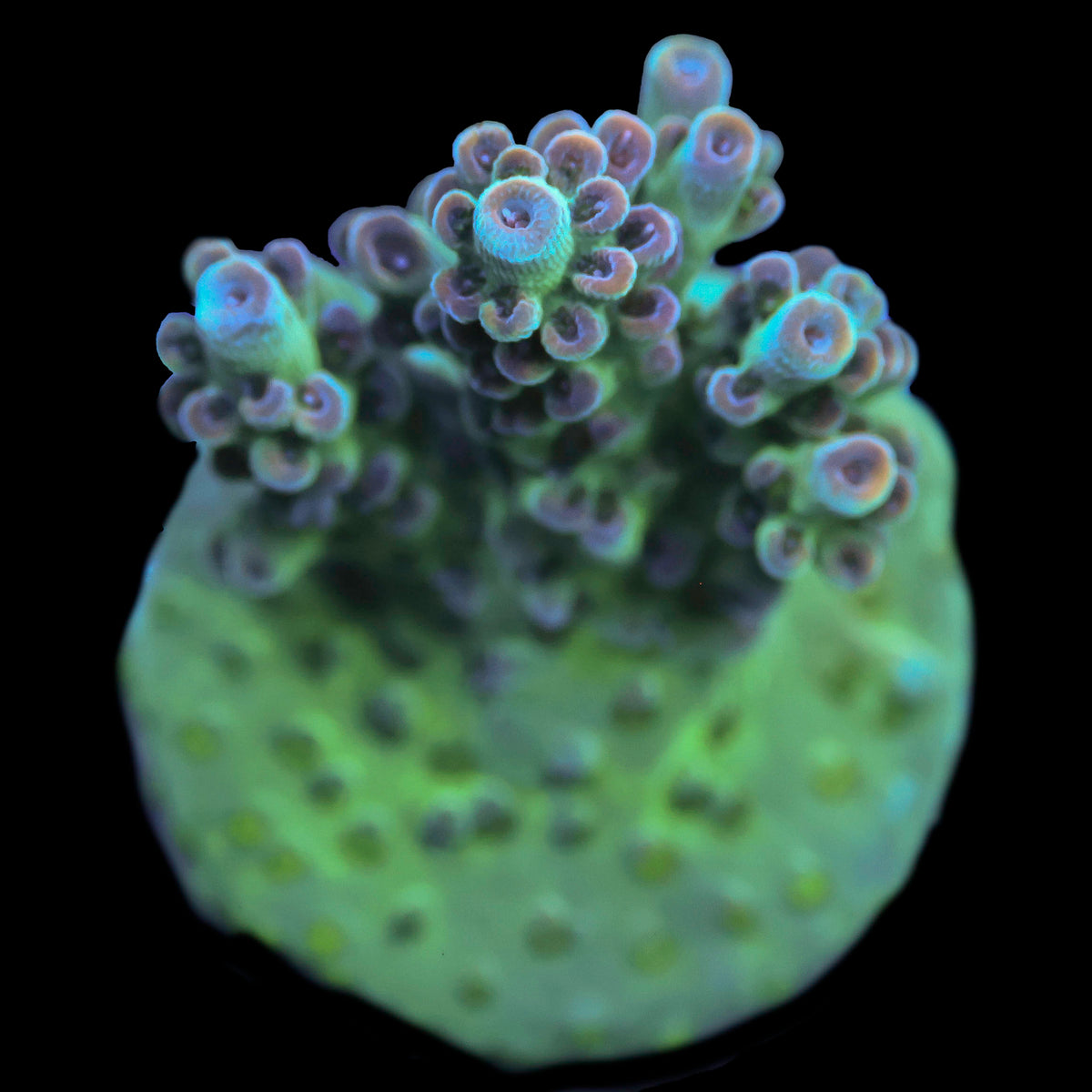 Jared’s Bubbleyum
