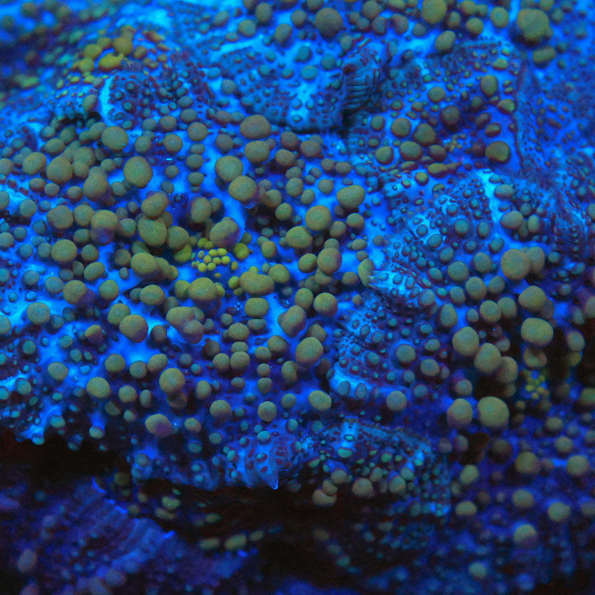 Lava Lamp Mushroom