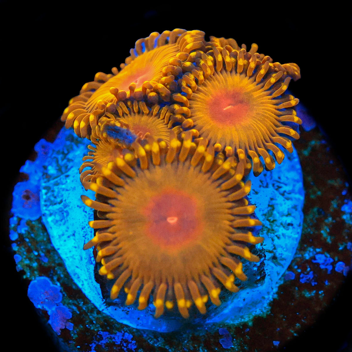 WWC Golden Gods
