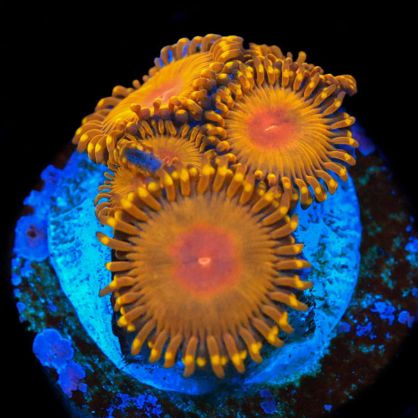 WWC Golden Gods
