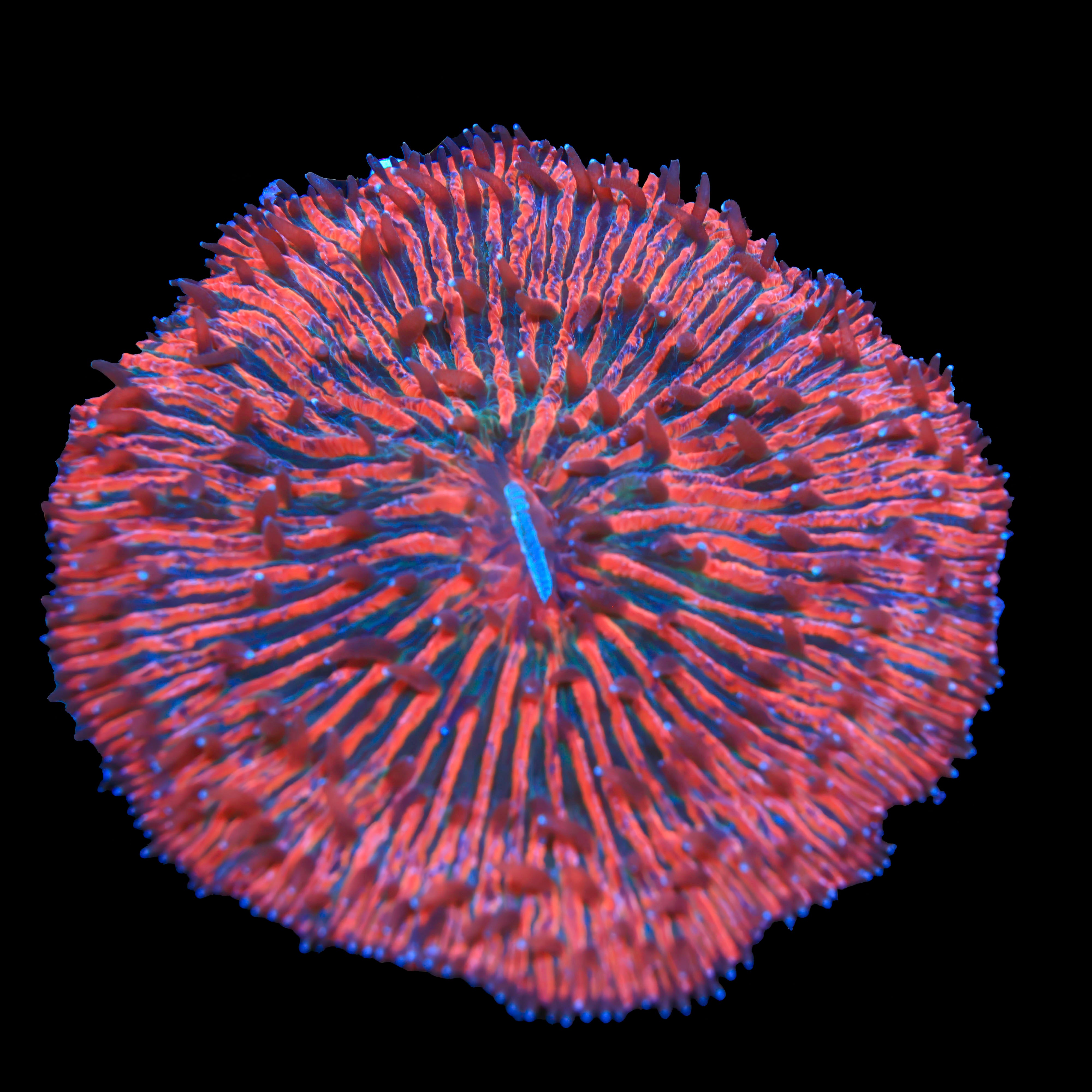 Rainbow Plate Coral