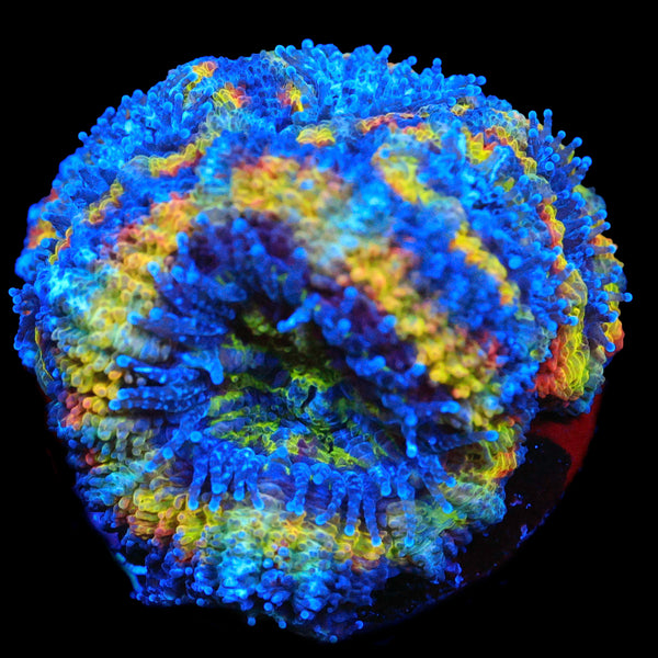 TRC'S Yellow Submarine Acan