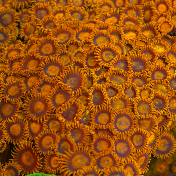 King Midas Zoanthid