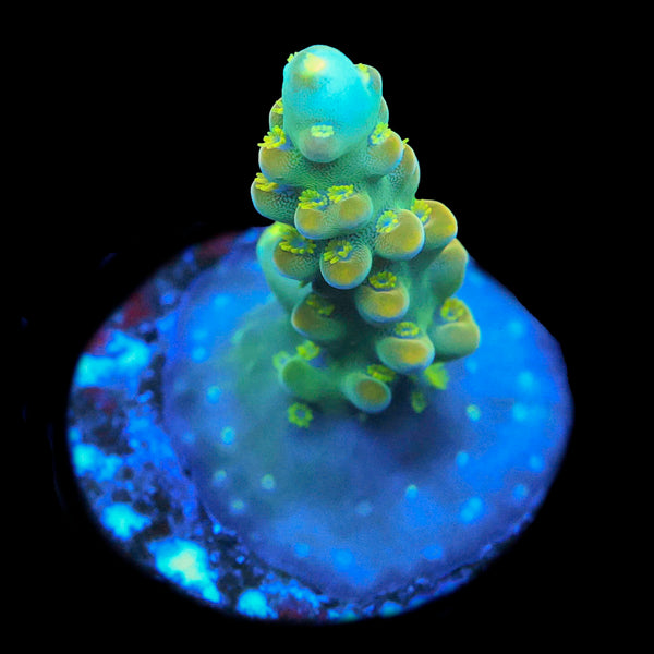CCH Icarus Acropora Coral