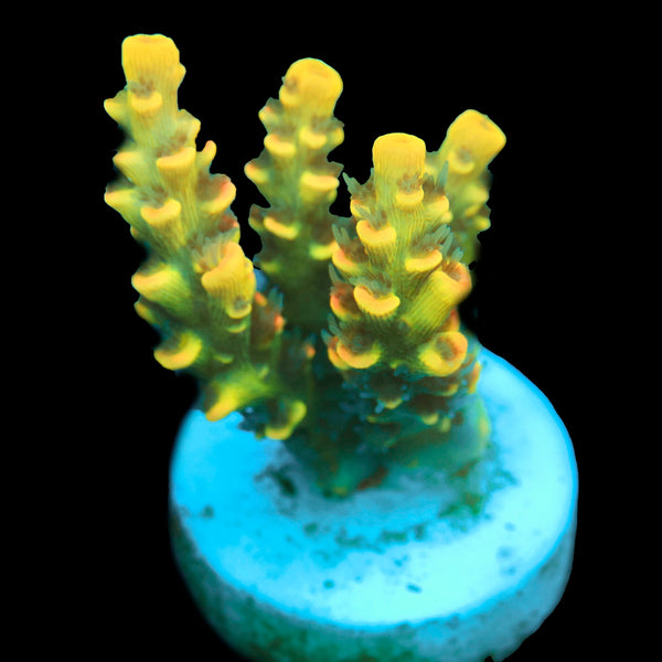 BkChem Fruit Loops