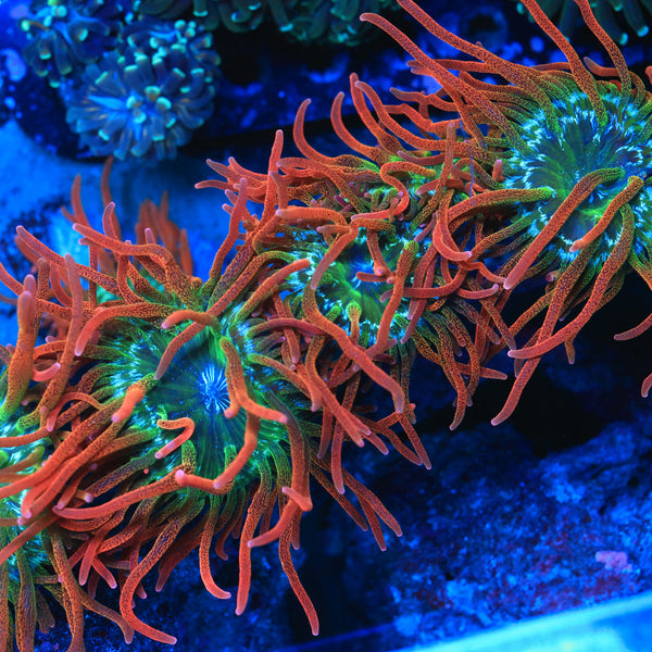 Rainbow Bubble Tip Anemones