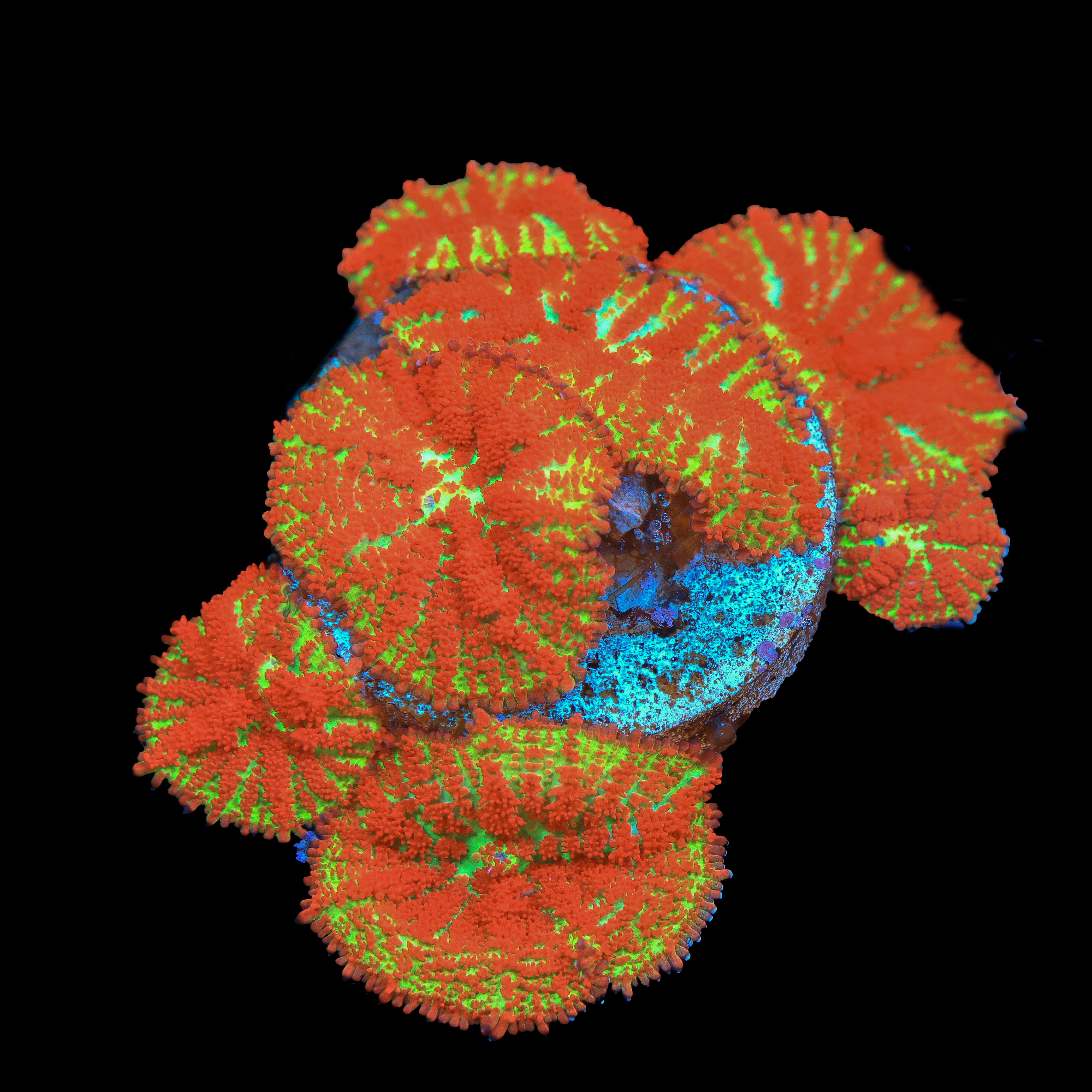 TRC Forest Fire Mushroom