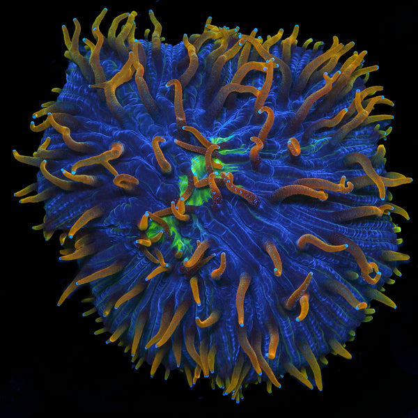 TRC Fire Underwater Diasarias Coral