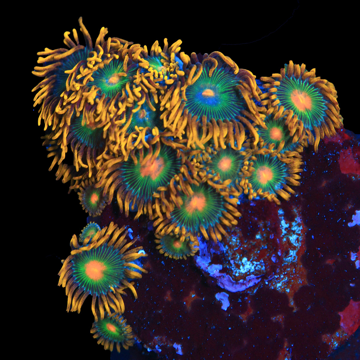 Green Bay Packers Zoa