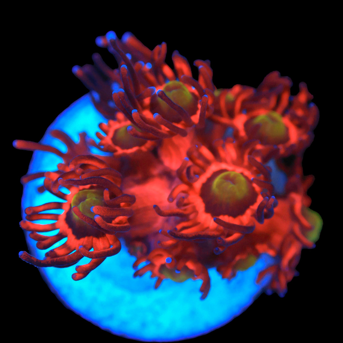 LRO Candy Apple Goni