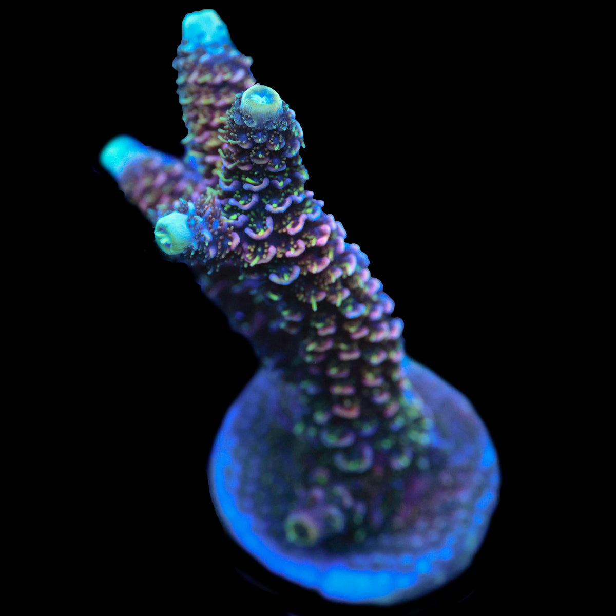 Bahama Mame (Chunky)
