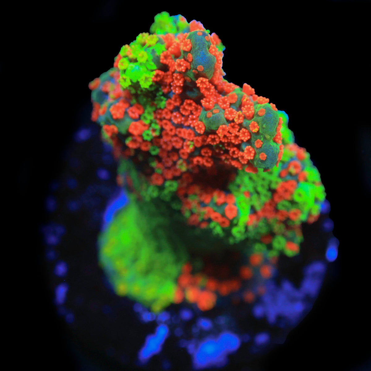 JF Dizzy Spell Grafted Montipora