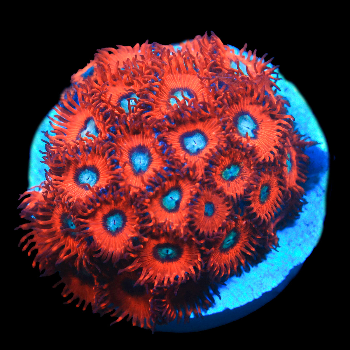 Charmander Zoanthid
