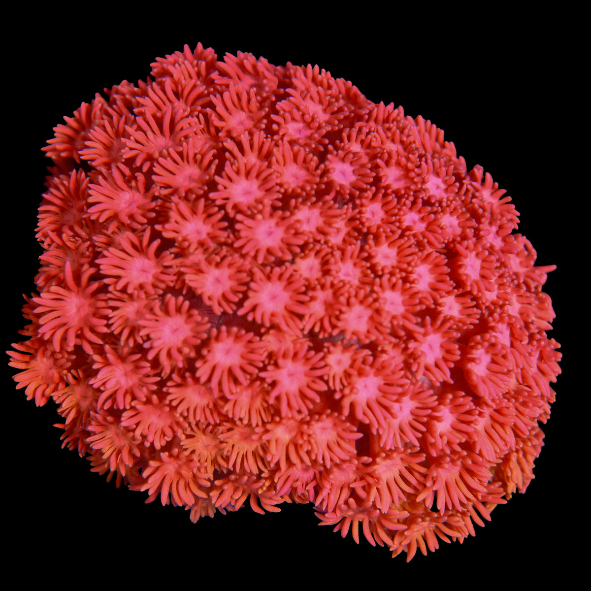 Flamethrower Goni (COLONY)