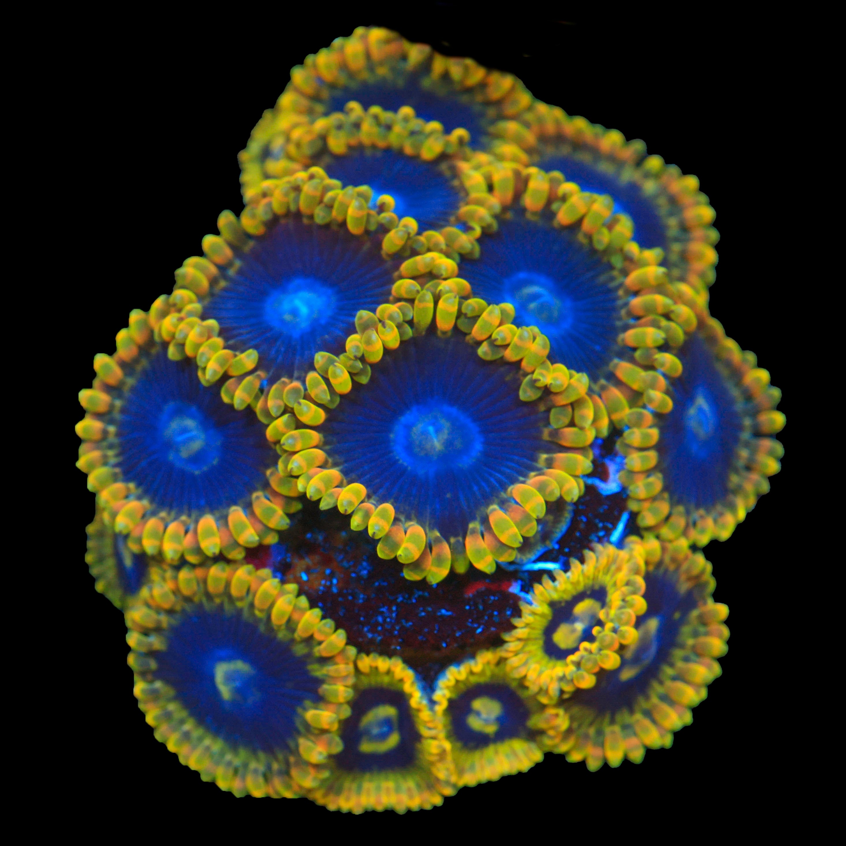 Rainbow Yoda Zoa