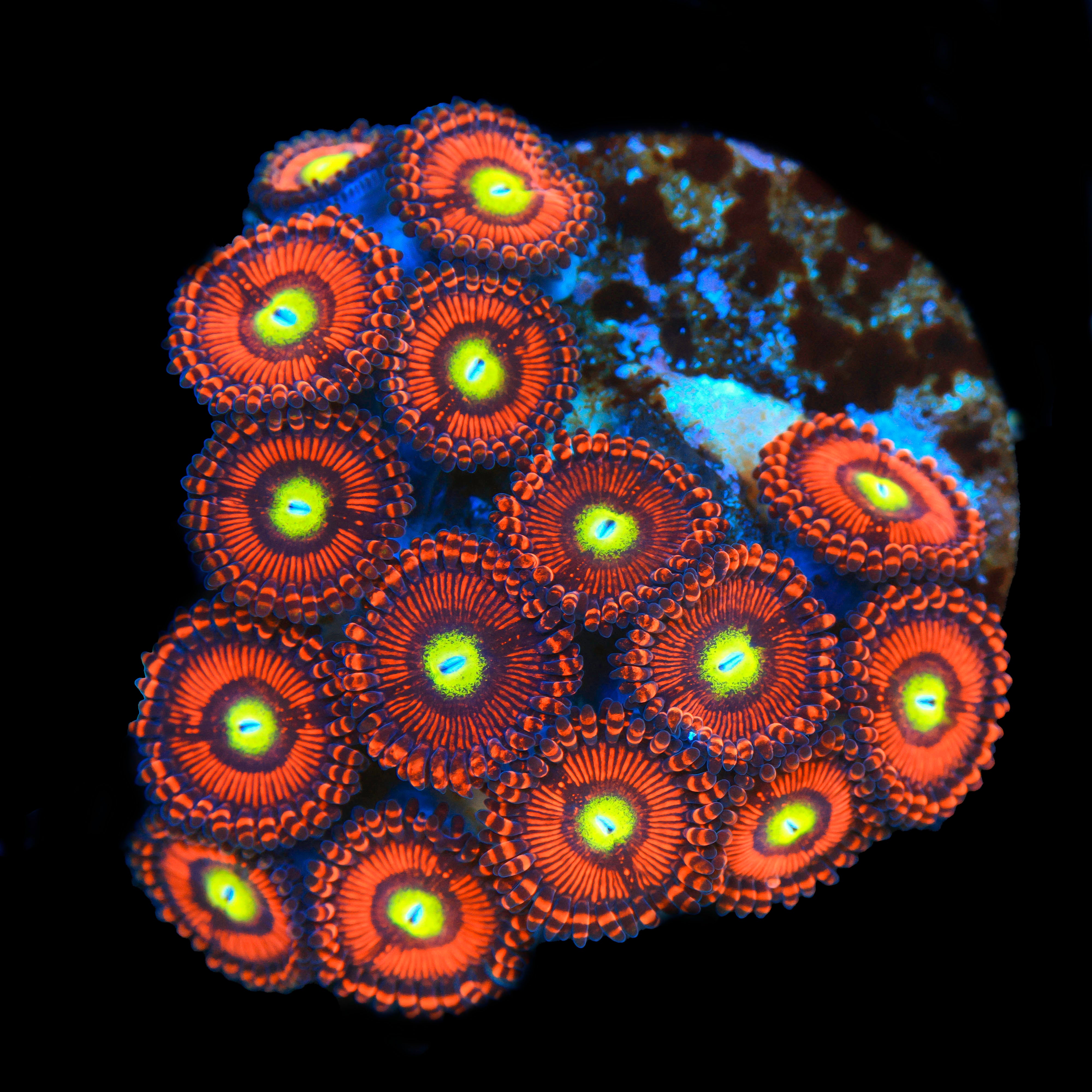 Hyper Phoenix Zoanthid