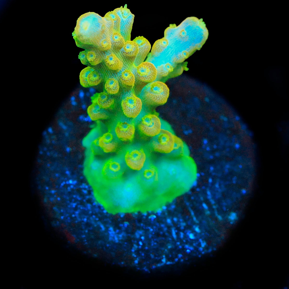 Paletta Pink Tip Acropora