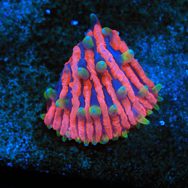 TCK Insane Plate Coral