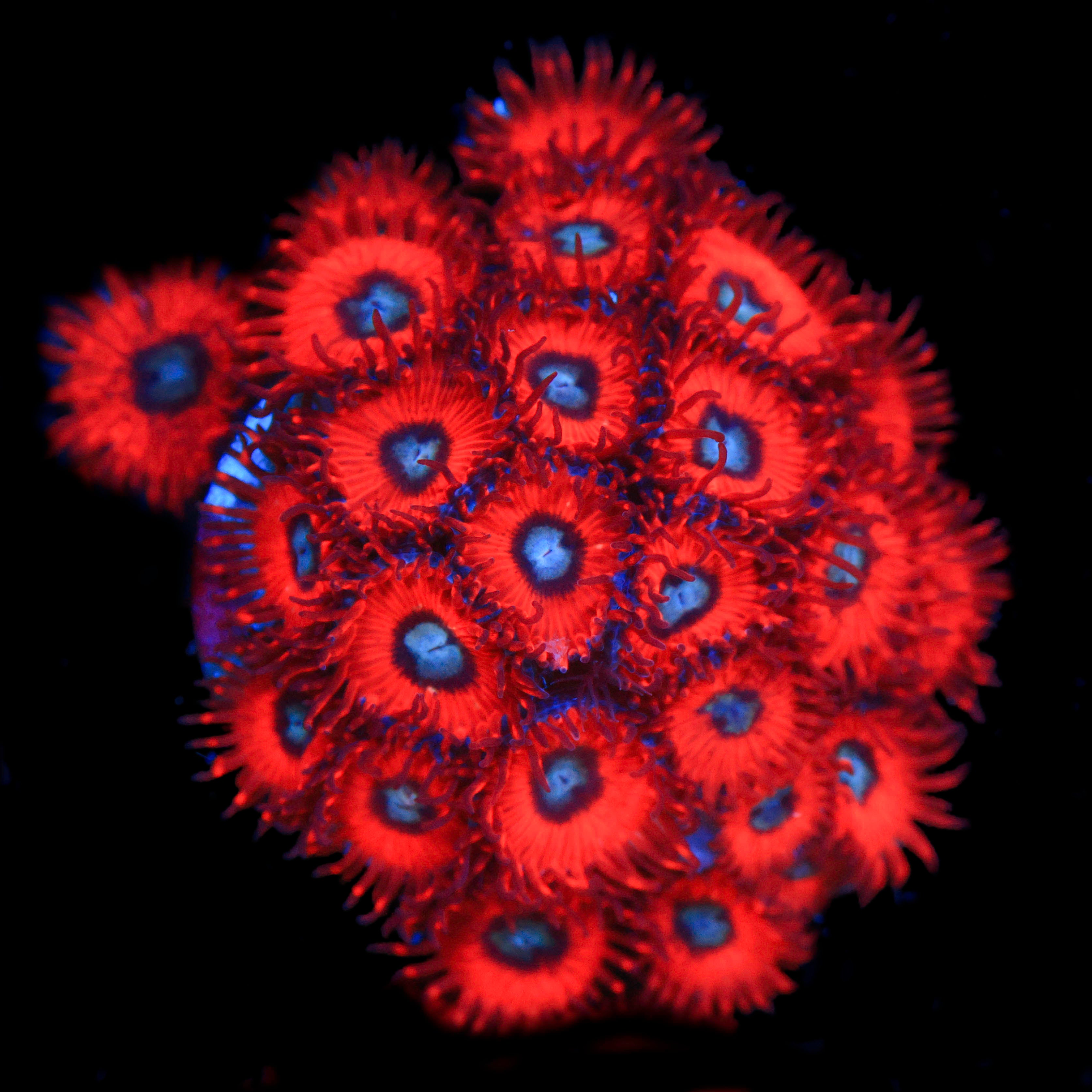 Charmander Zoanthid