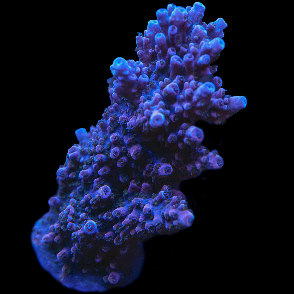 UC Red Slimer (Very Chunky Colony)