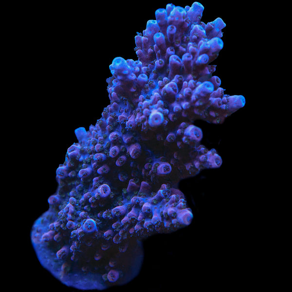 UC Red Slimer Acro