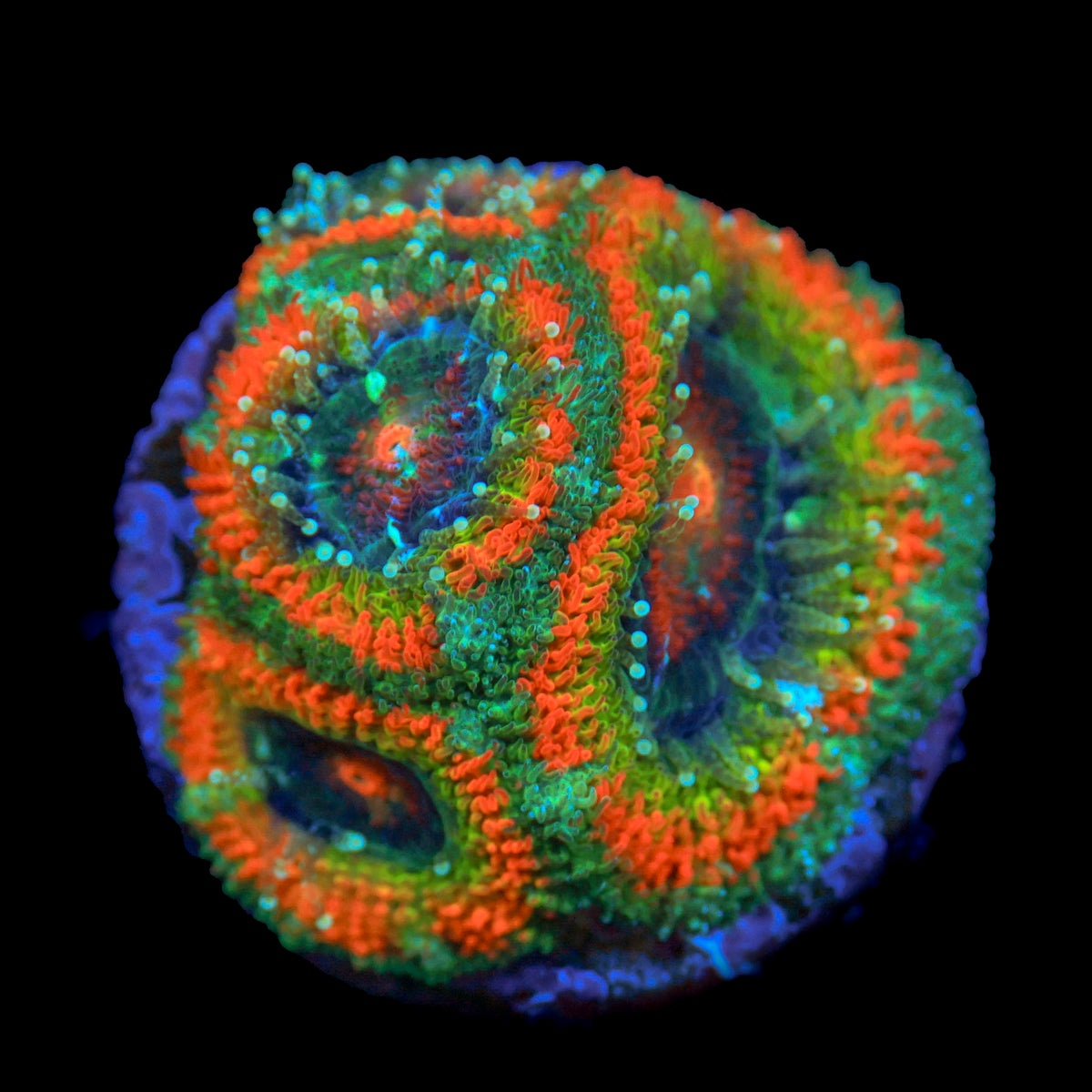TRC'S Stranger Thing Acan Lord