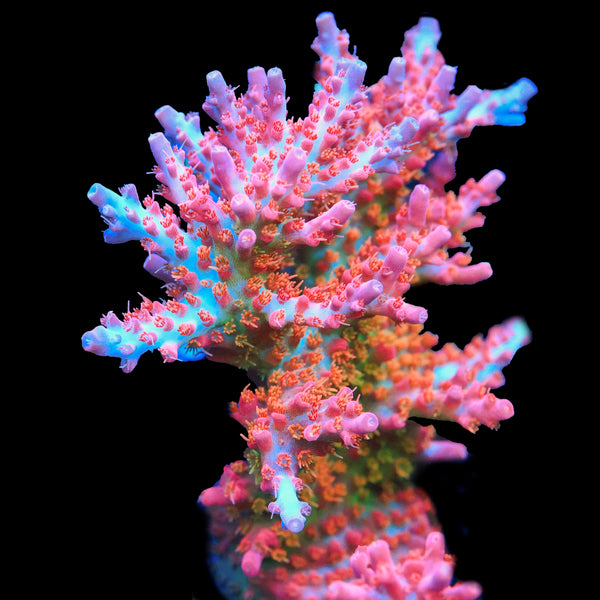 Vivid Confetti (Chunky Colony)