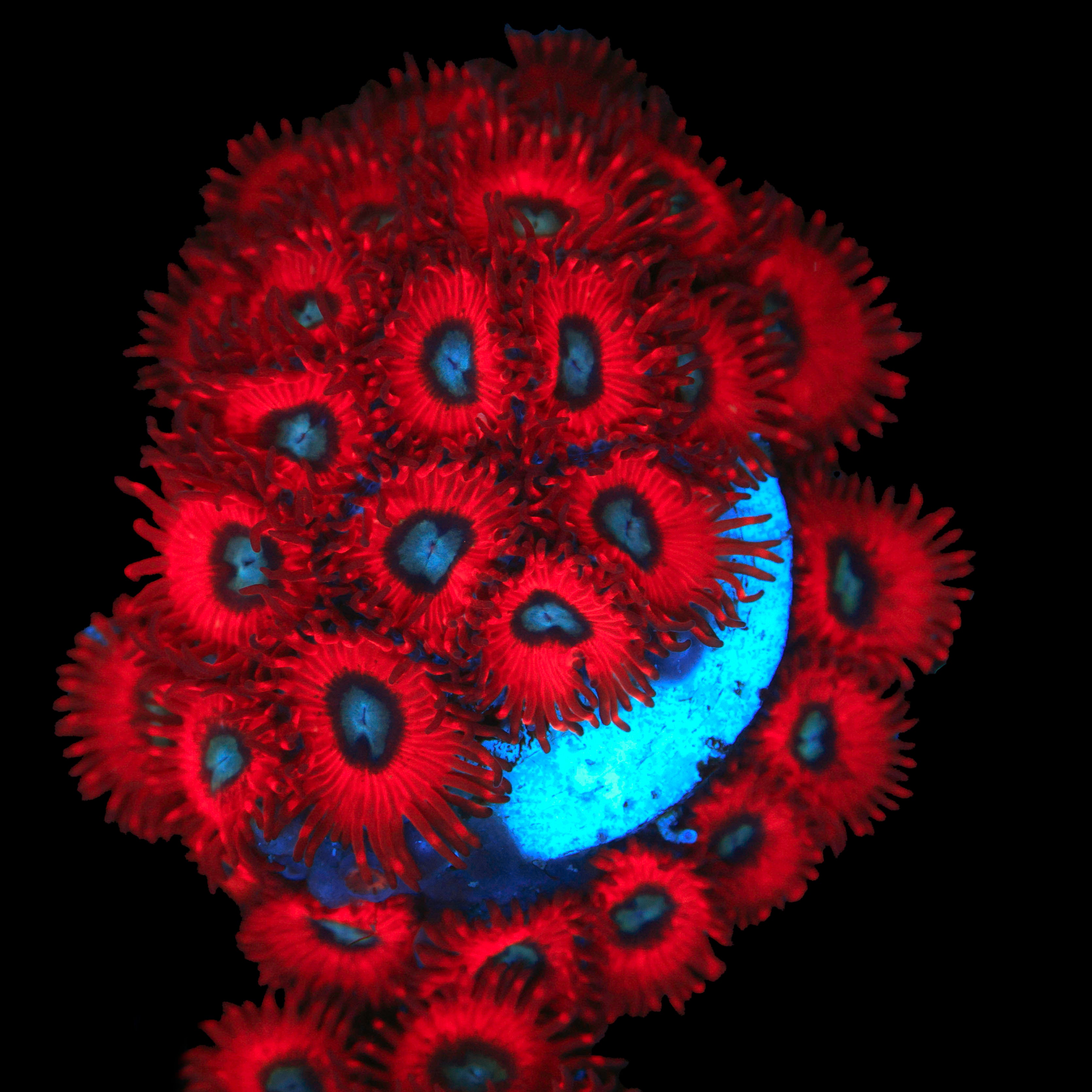 Charmander Zoanthid (Chunky Frag)