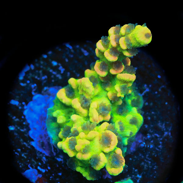BKchem Fruitloops