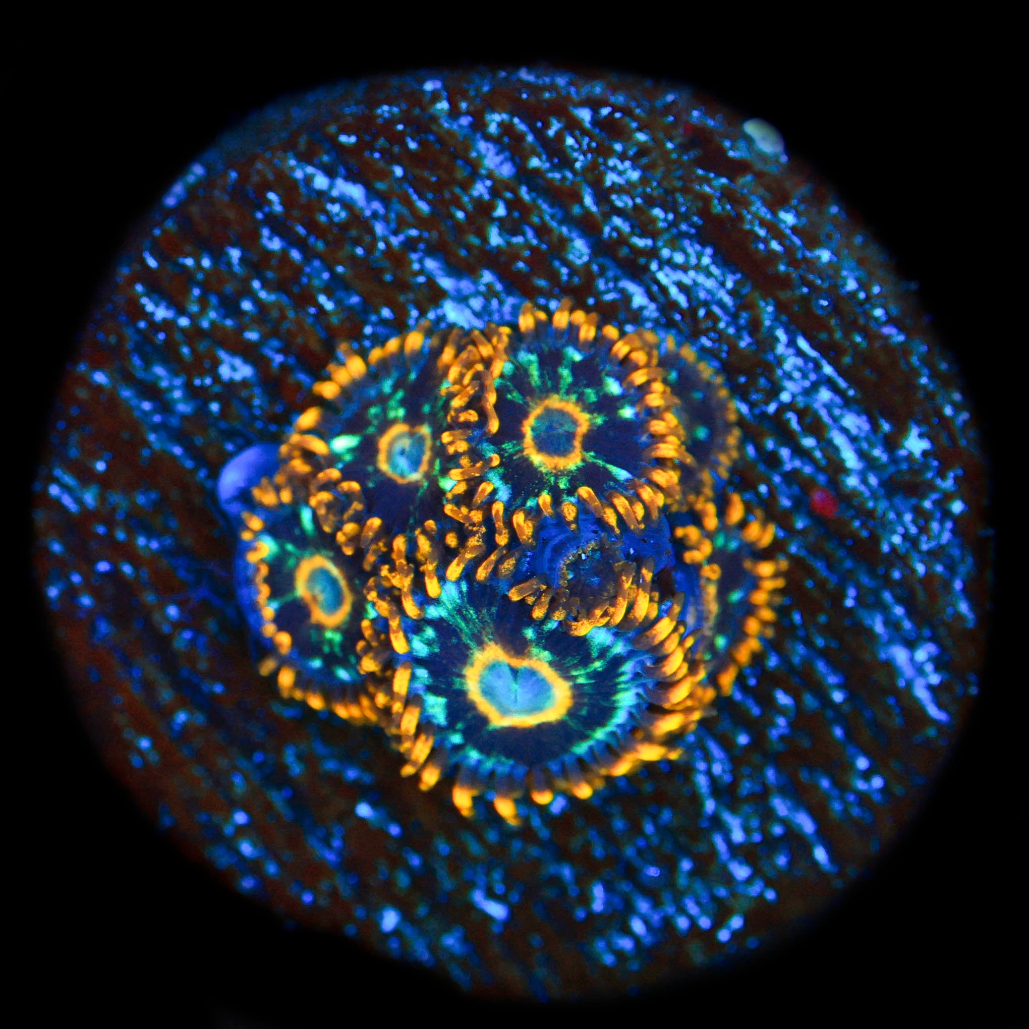 Murder Hornet Zoa