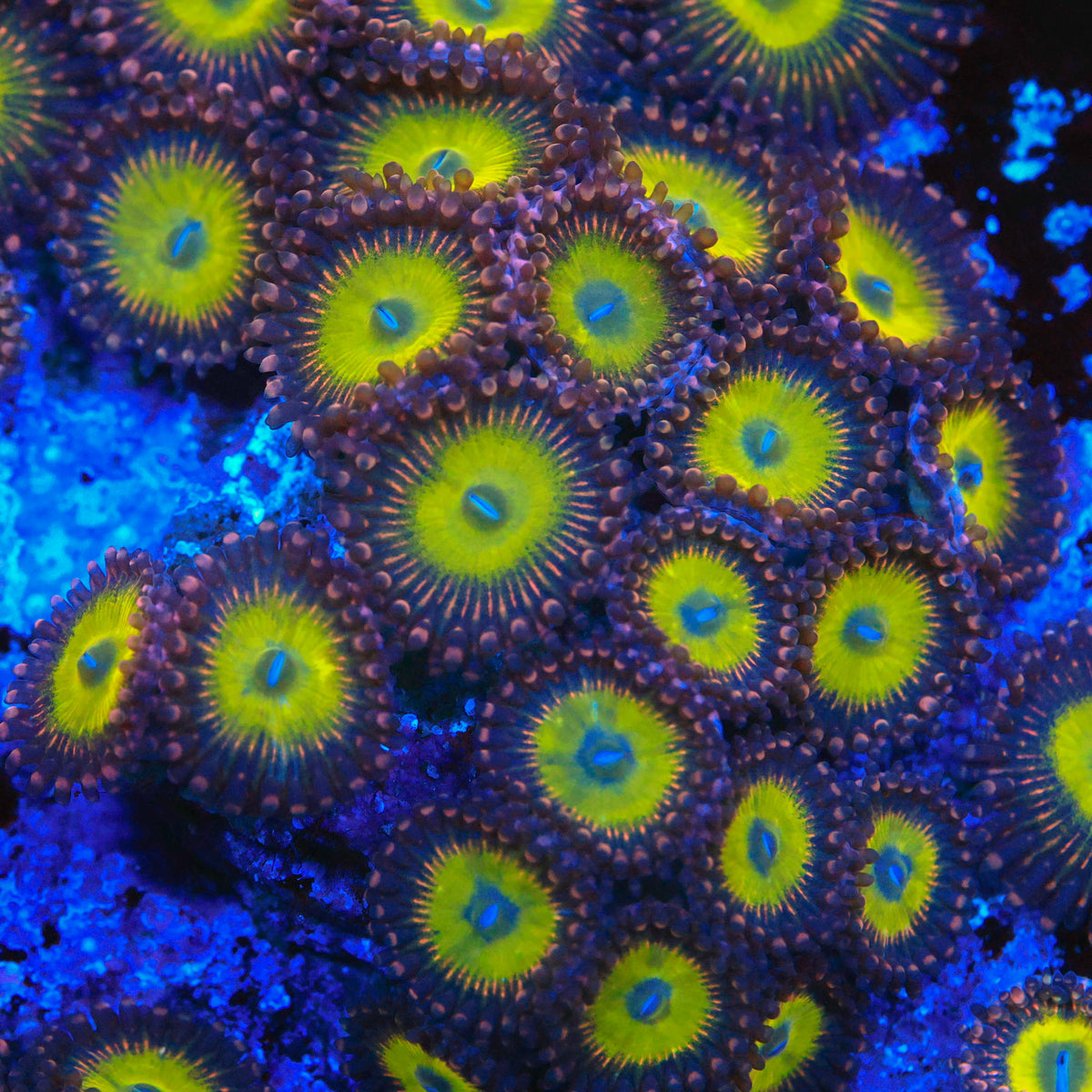 Pink Hippos Zoanthids