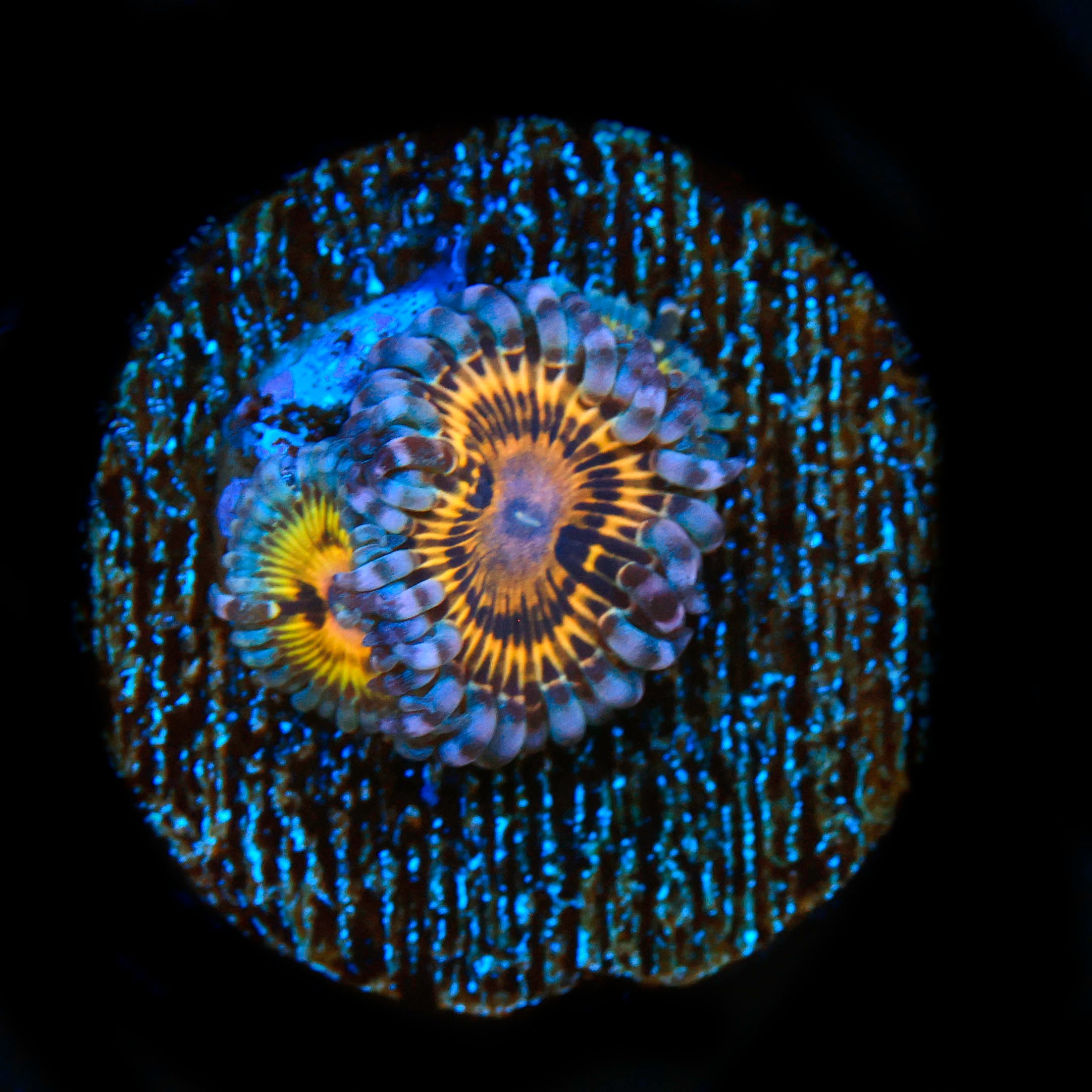 Stratocaster Zoanthid
