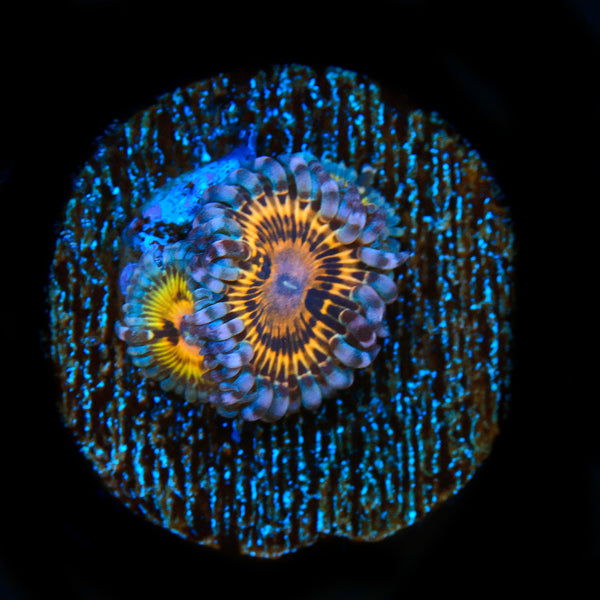 Stratocaster Zoanthid