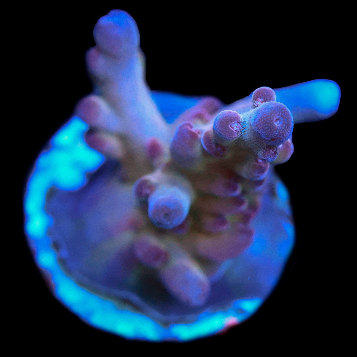 DFS Pink Panther Acropora