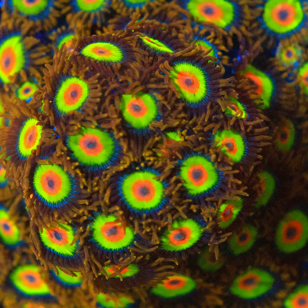 Rasta Zoanthid
